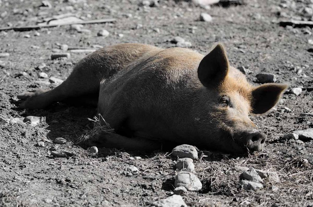 Un cochon qui se vautre dans boue.