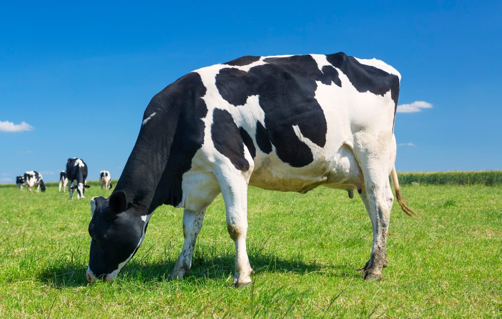 Une vache qui broute
